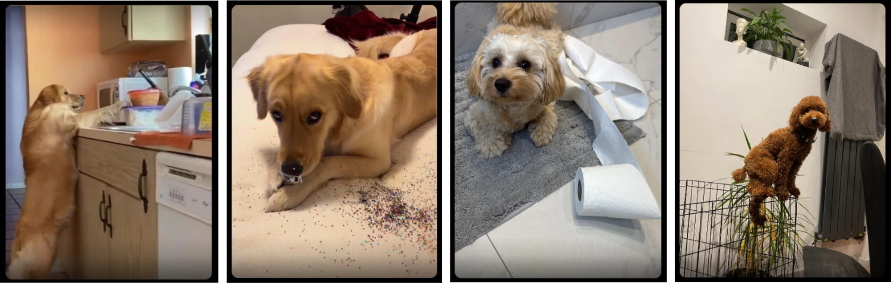 Four dogs caught causing mischief: reaching onto a kitchen counter, scattering sprinkles, unrolling toilet paper, and climbing a gate.